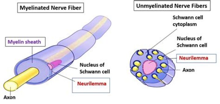 What is Unmyelinated neuron