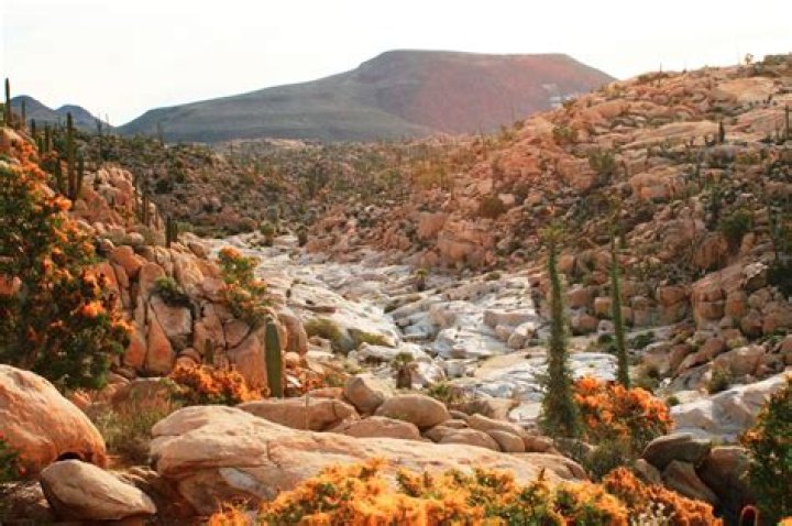 What is Vizcaino known for