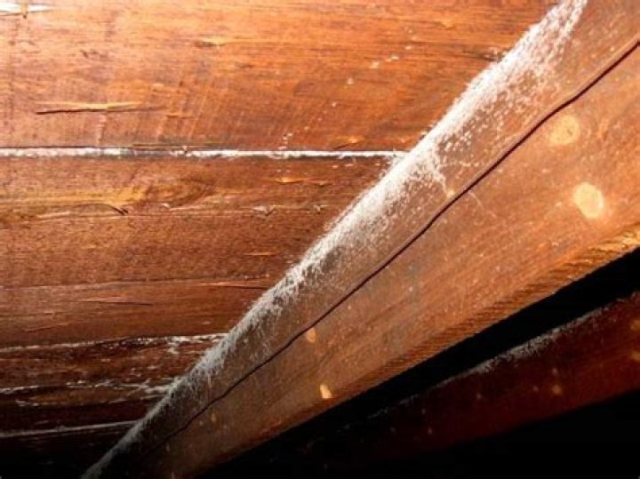 What is white mold in attic
