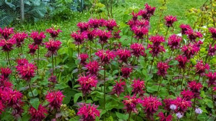 What is wrong with bee balm