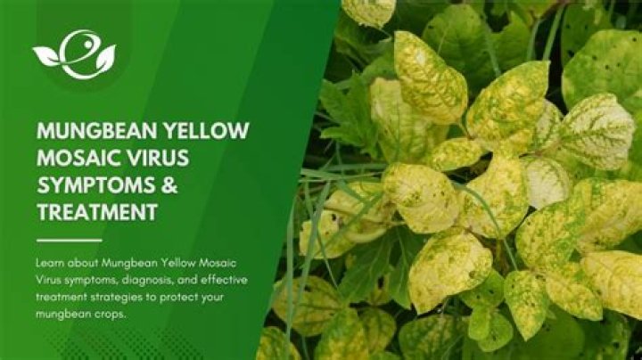 What is yellow mosaic virus