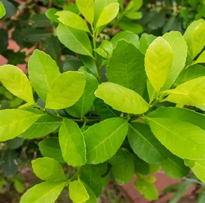 What is Yerba Mate extract