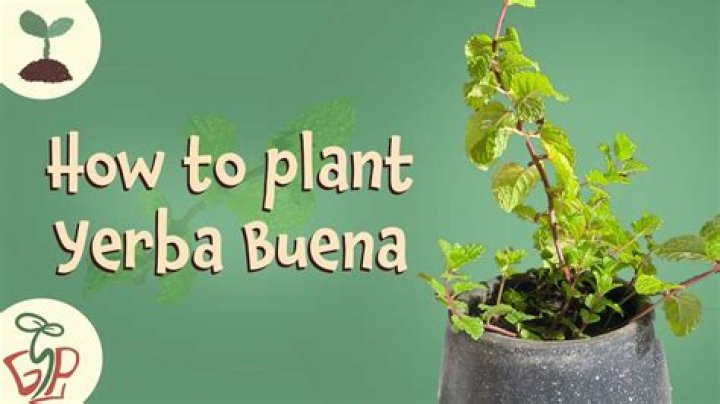 What is Yerbabuena English