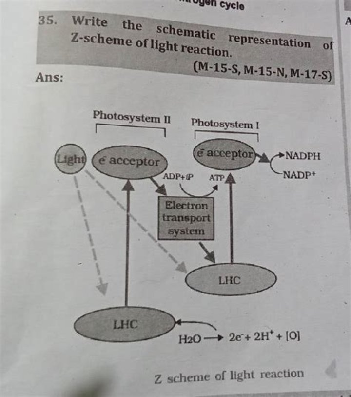 What is Z Scheme Class 11