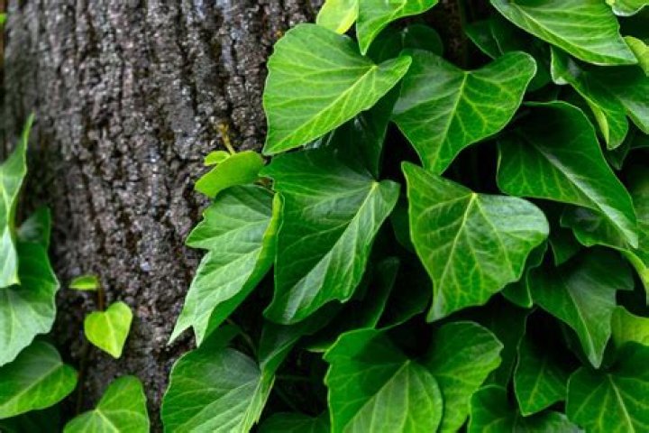 What ivy can grow in shade