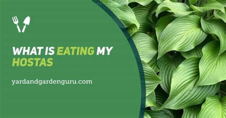 What keeps eating my hostas