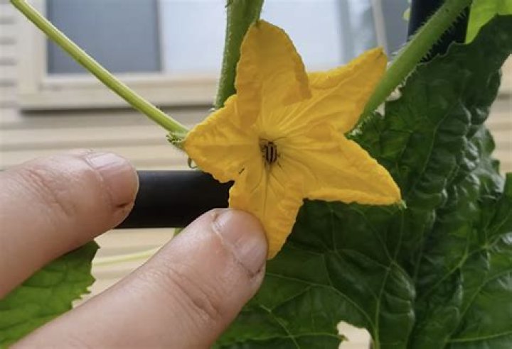 What kills a cucumber plant