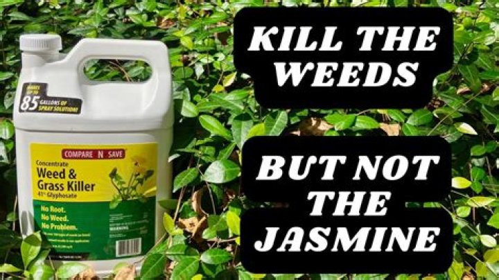 What kills Asiatic jasmine