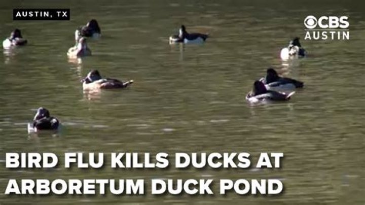 What kills ducks overnight