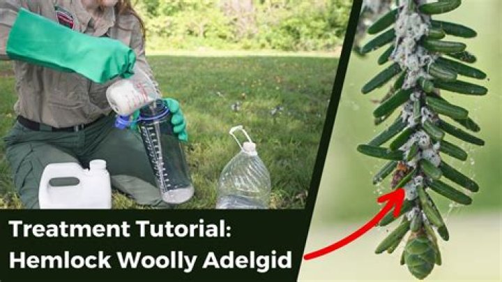 What kills hemlock adelgid
