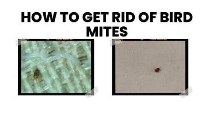 What kills mites instantly