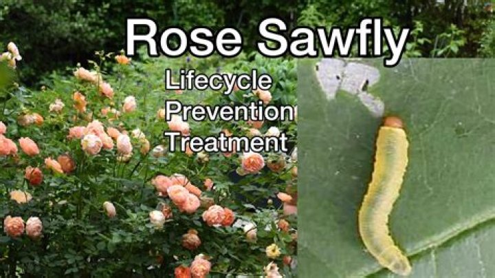 What kills sawfly on roses