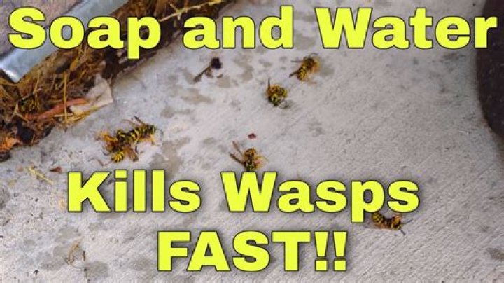 What kills wasps instantly