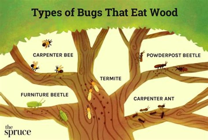 What kind of bee eats wood