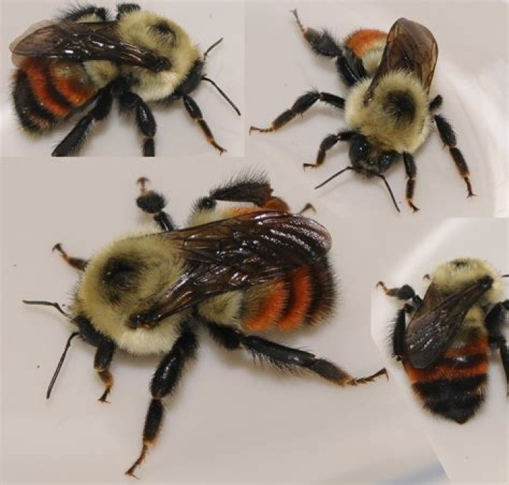 What kind of bee is red