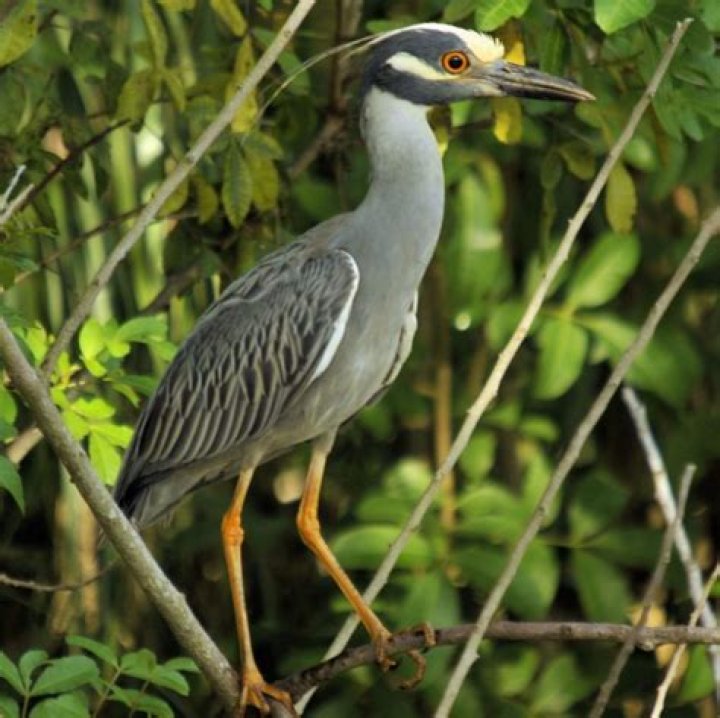 What kind of bird is a heron