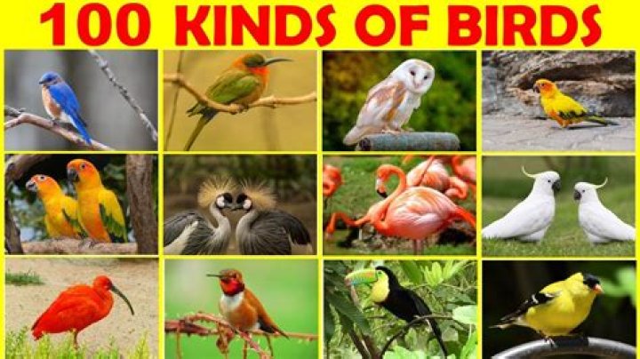 What kind of bird is Kehaar