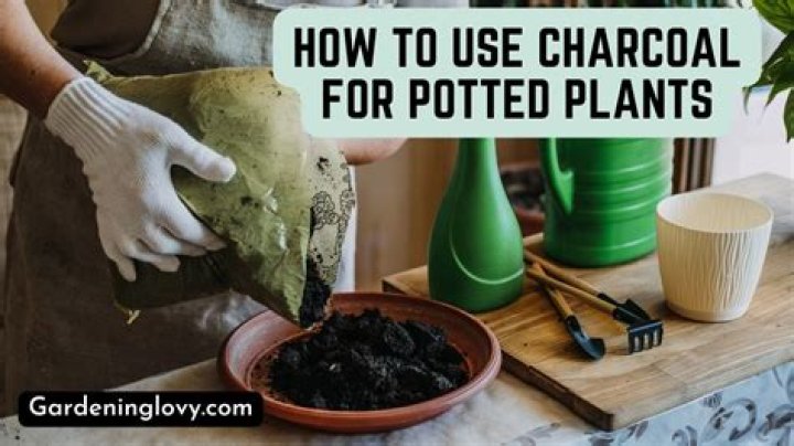 What kind of charcoal is needed for a terrarium