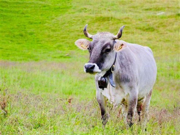 What kind of cows are grey