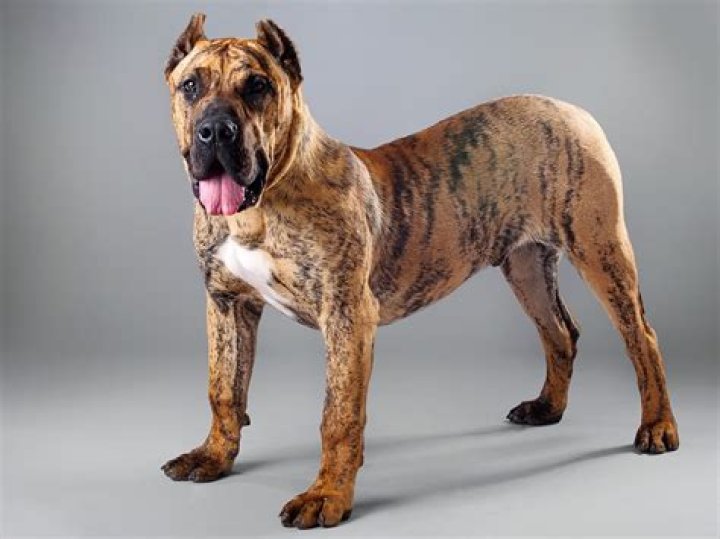 What kind of dog is a Presa