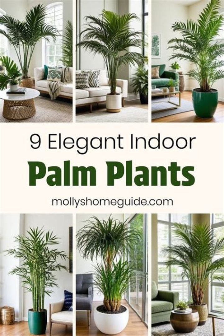 What kind of indoor palm do I have