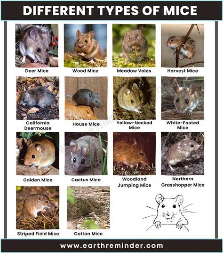 What kind of mice are there