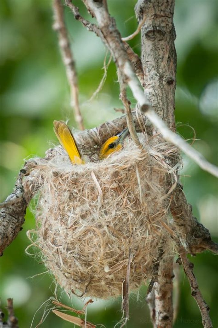 What kind of nest does an Oriole build