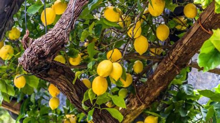 What kind of plant is lemon