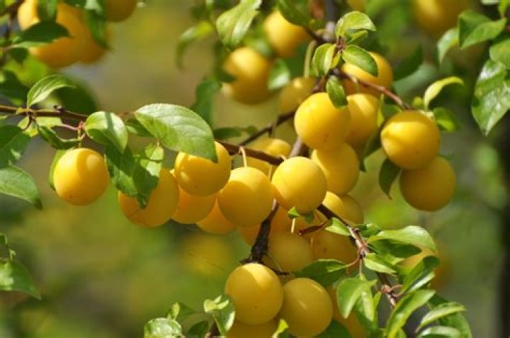 What kind of plum is yellow
