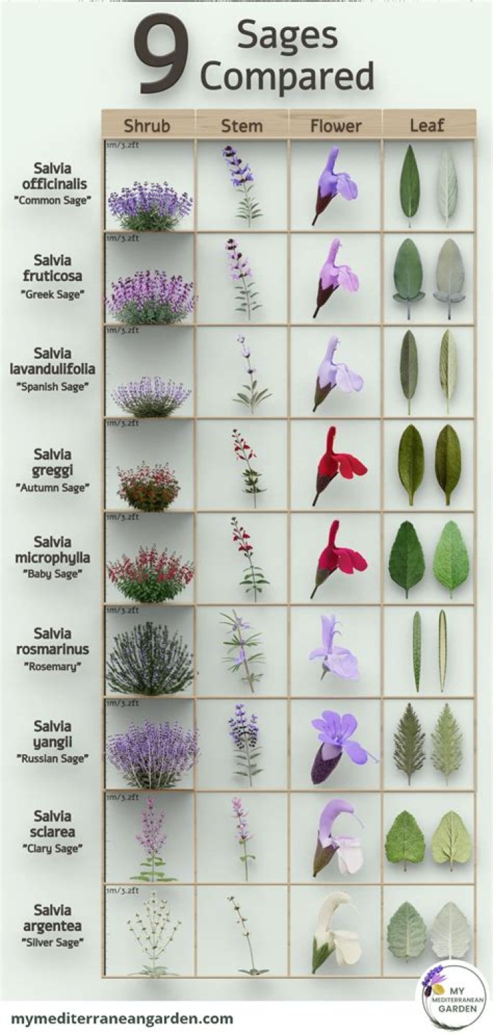 What kind of sage is edible