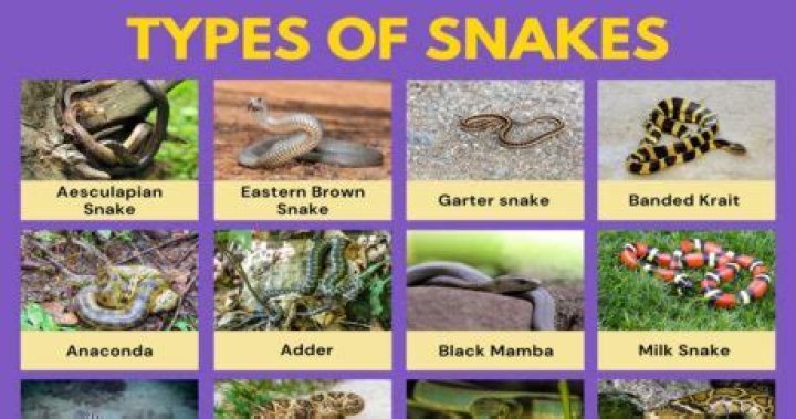 What kind of snakes are in BC
