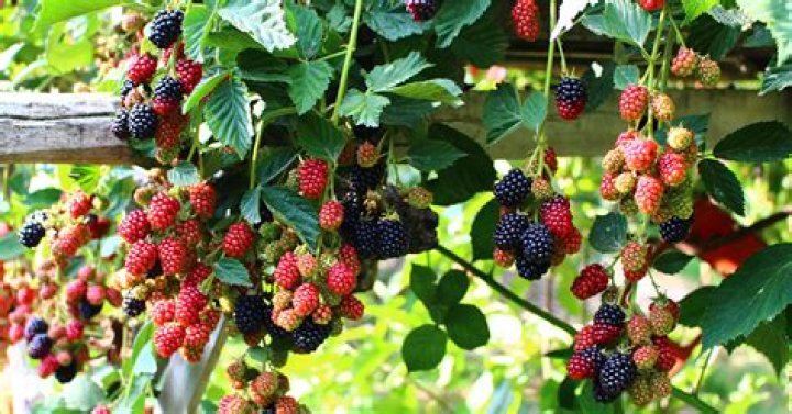 What kind of tree has black berries on it