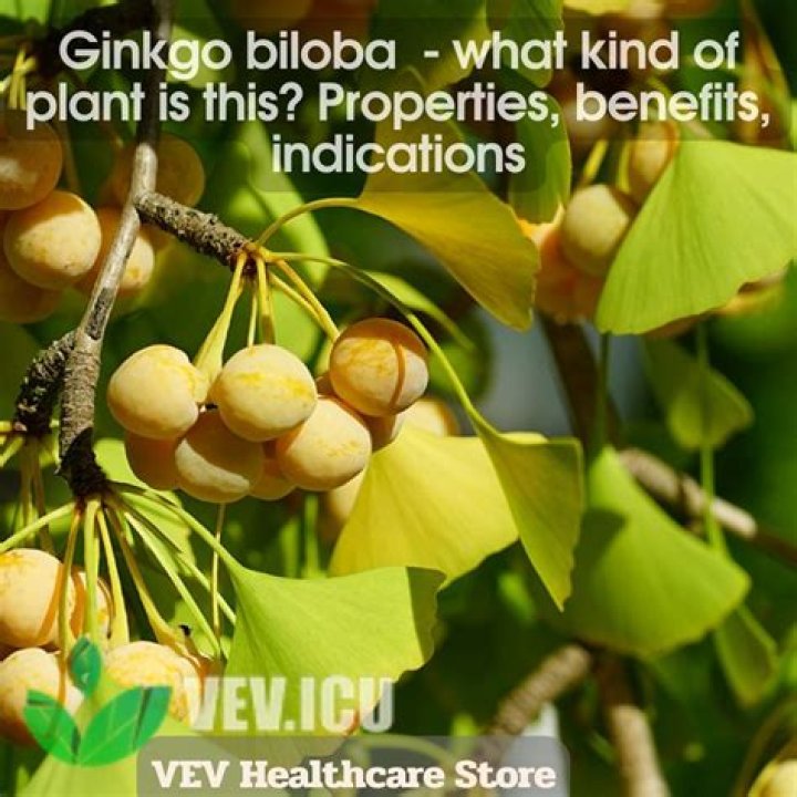 What kind of tree is ginkgo