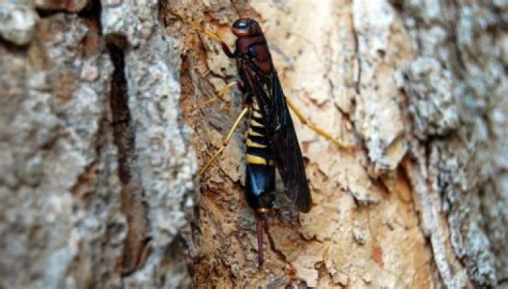What kind of wasp eats wood