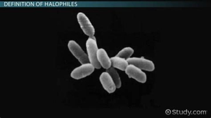 What kingdom are Halophiles