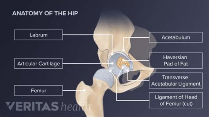What lever is the hip joint