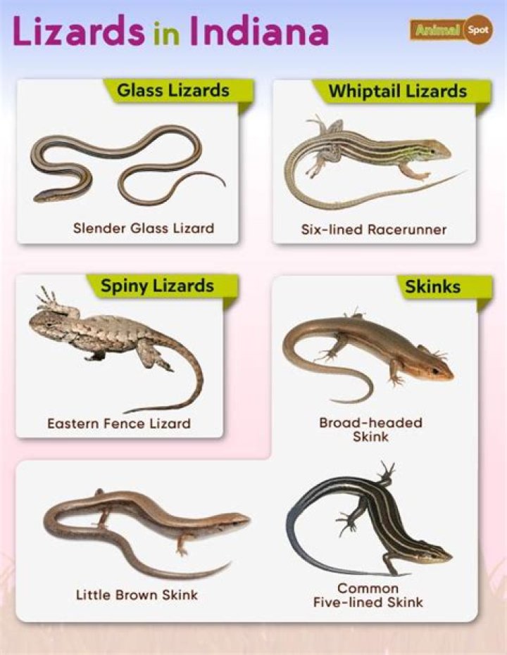 What lizards are in Indiana