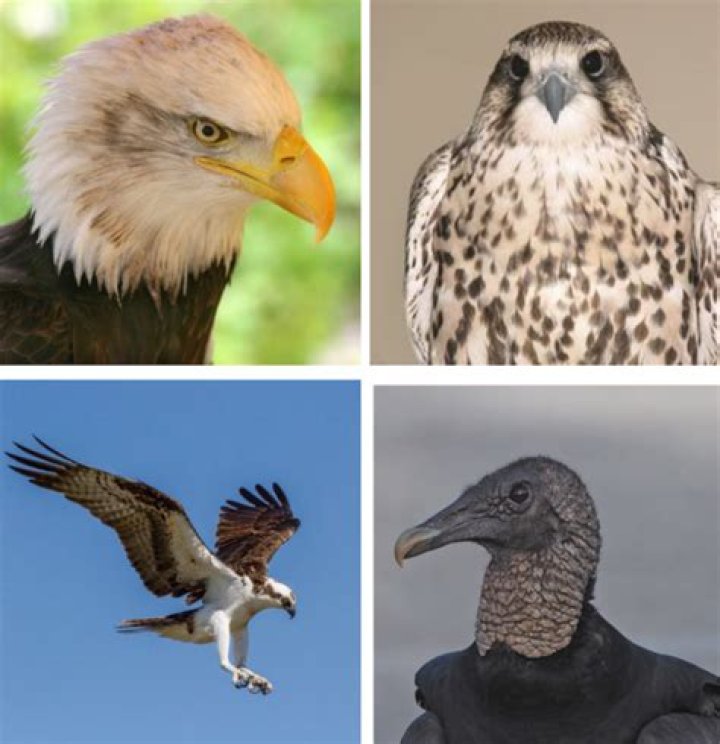 What makes a bird a raptor