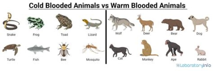 What makes an animal cold blooded