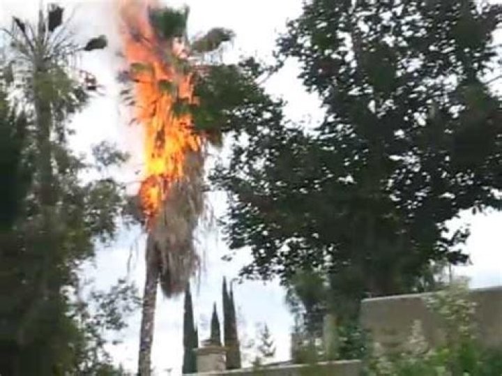 What makes palm trees burn