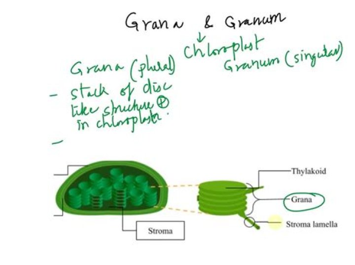 What makes up a Granum