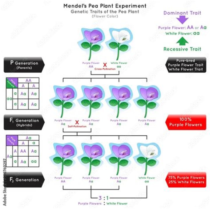 What meds are given for PEA