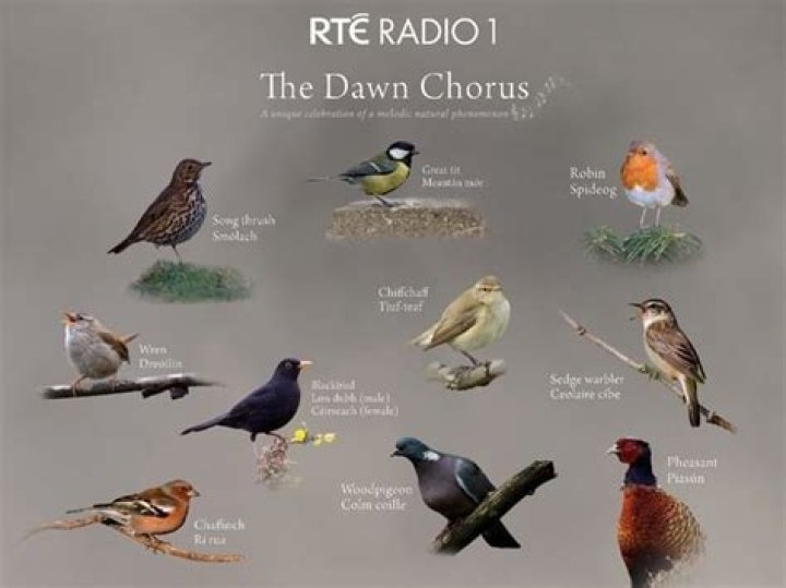 What months are dawn chorus