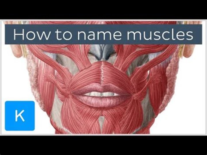 What muscle is used to grin