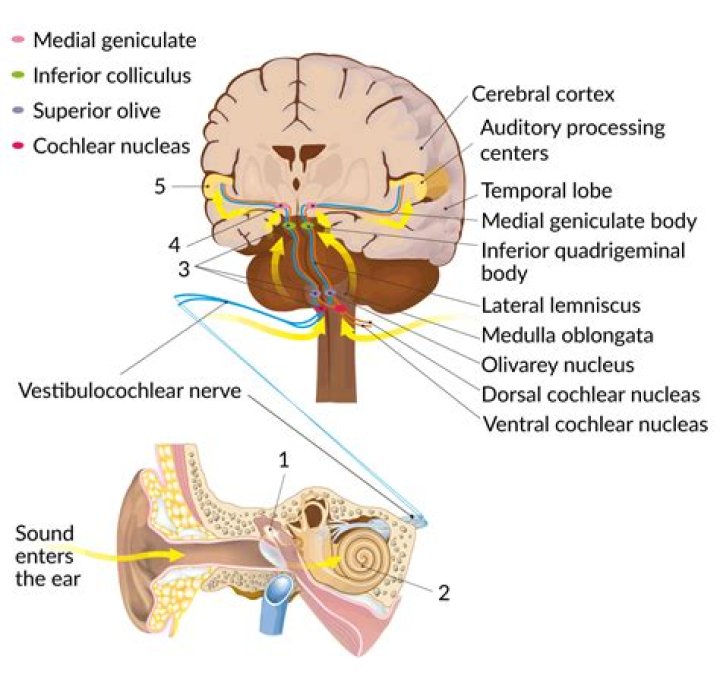 What neural process occurs in the primary auditory cortex