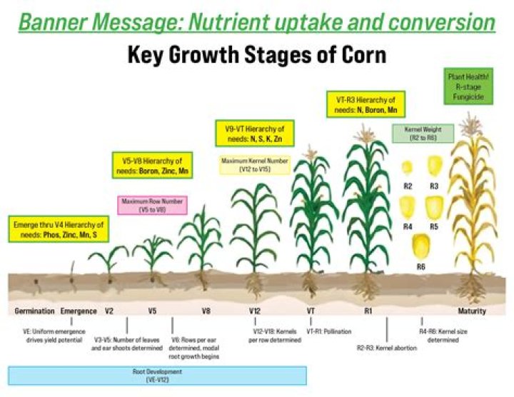 What nutrients do corn need