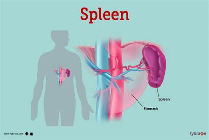 What organ is on the upper left side of your back