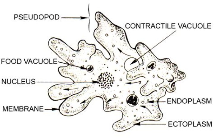 What organelles does an amoeba have