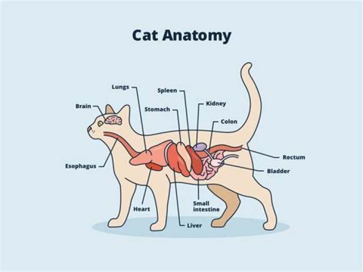 What organs does a cat have