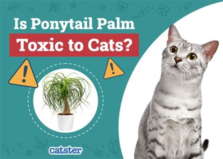 What palm is toxic to cats